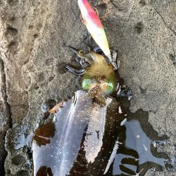 今期初釣行エギング