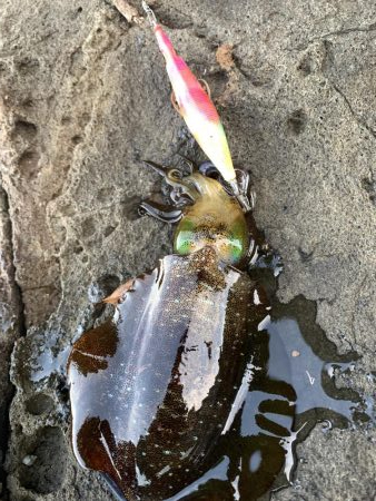 今期初釣行エギング