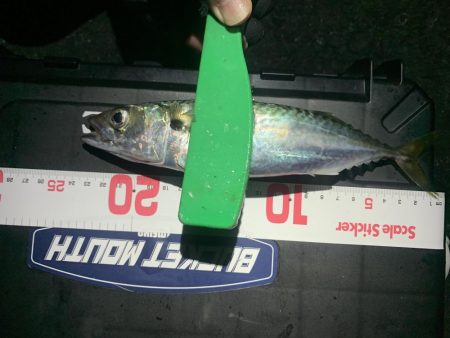 今年初タチウオGET!!