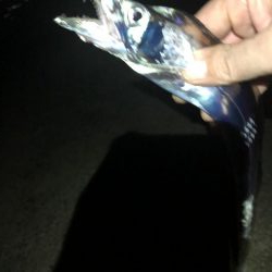 太刀魚遠征２回目