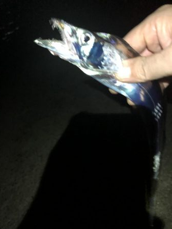 太刀魚遠征２回目