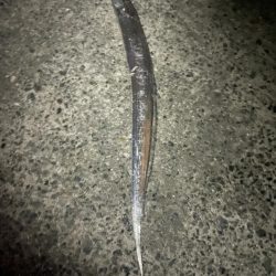 今年初太刀魚。