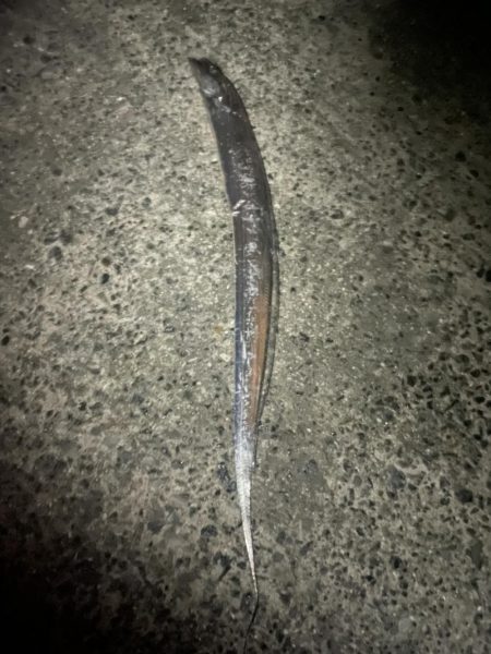 今年初太刀魚。