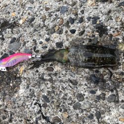 アオリイカエギング④