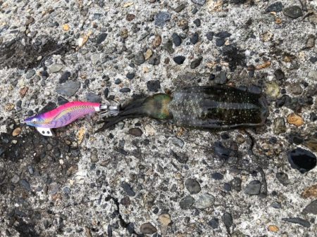 アオリイカエギング④