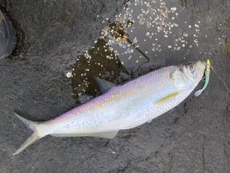 アオリイカ 、シーバス、青物