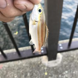 チャリコの季節。マナーが悪い時期