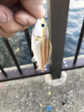 チャリコの季節。マナーが悪い時期