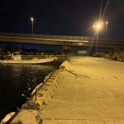 アジが釣れた！