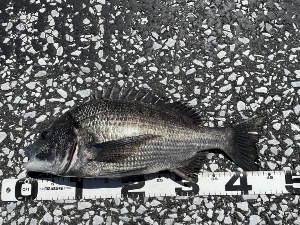 イチノ兄弟、釣果!