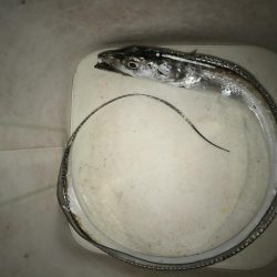 夕マズメの太刀魚釣り