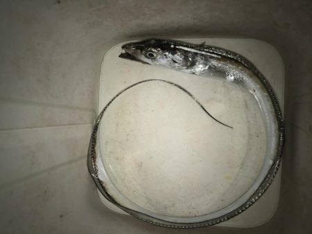 夕マズメの太刀魚釣り