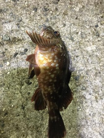 第二回アナゴ祭りのはずが…