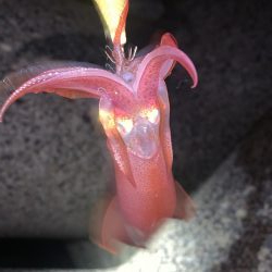 ケンサキイカ③