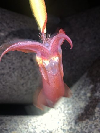 ケンサキイカ③