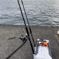 夕方にギリ、メジロ