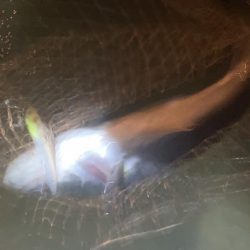 雨の中堤防からやったり、ウェーディングもやったりしましたがサイズは微妙。