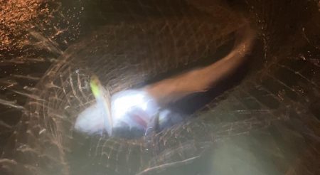 雨の中堤防からやったり、ウェーディングもやったりしましたがサイズは微妙。