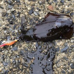 アオリイカ高活性