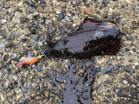 アオリイカ高活性