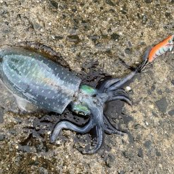 秋イカスタート