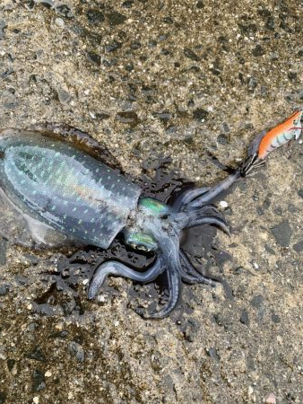 秋イカスタート