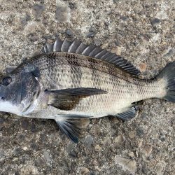 なんとかボウズ逃れ