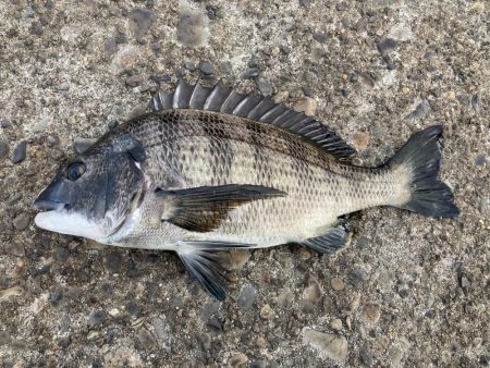 なんとかボウズ逃れ