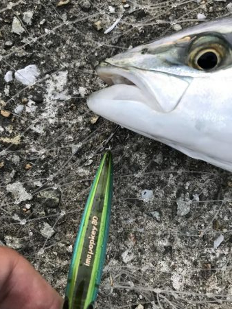 今日はトップで