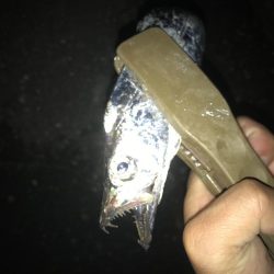 夕マズメの太刀魚釣り