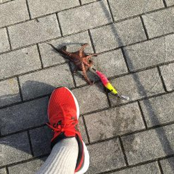 タコ釣り　エギング