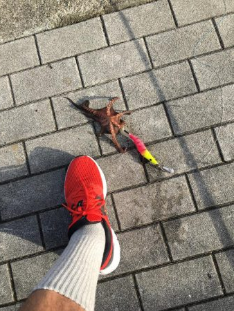 タコ釣り　エギング