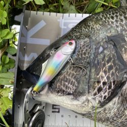 初めてのぬーちー