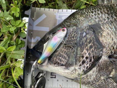 初めてのぬーちー