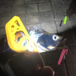 連日の南港太刀魚！