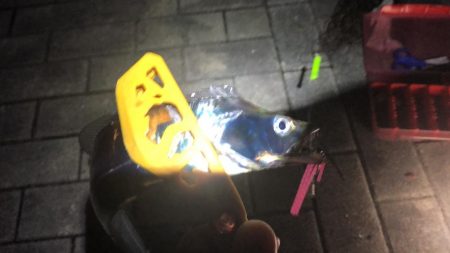 連日の南港太刀魚！