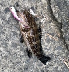 ロックフィッシュ