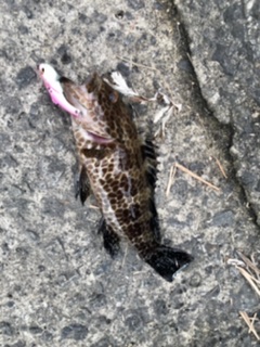 ロックフィッシュ