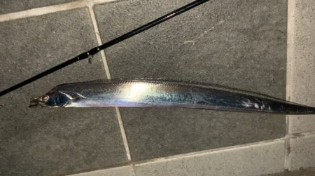 タチウオシーズン開幕