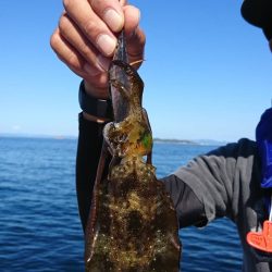 ボートエギング