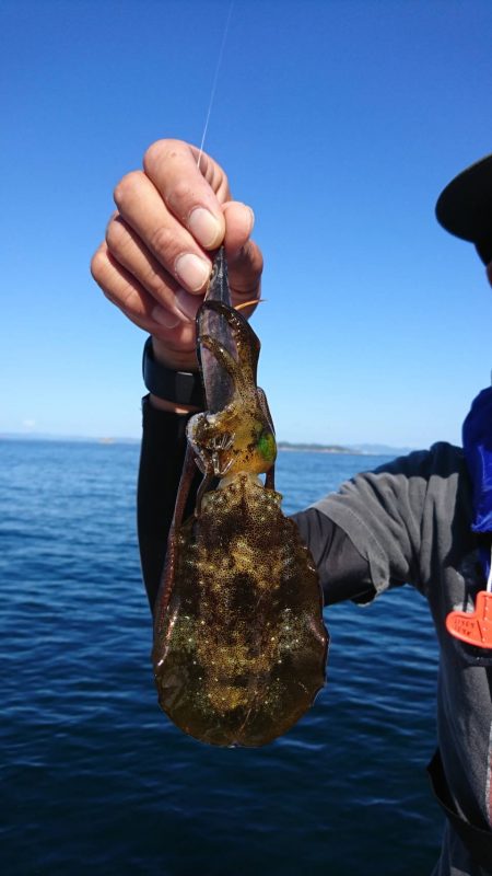 ボートエギング