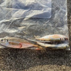 ジグサビキでアジ釣り