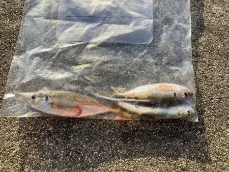 ジグサビキでアジ釣り