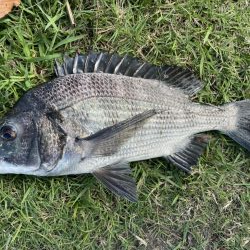 イチノ兄弟、釣果!