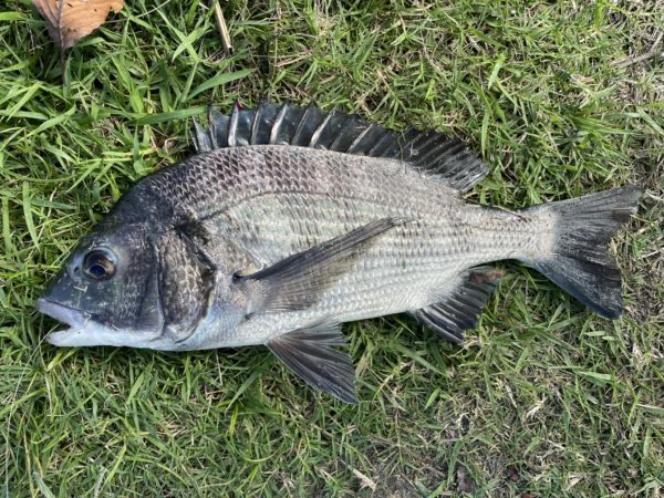 イチノ兄弟、釣果!