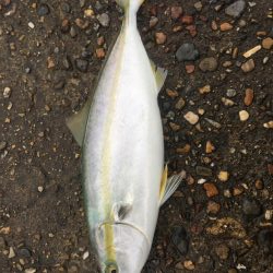 ショアジギエギング