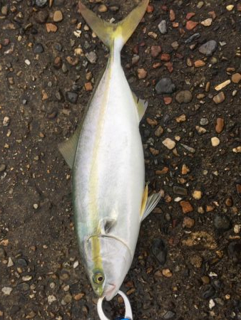 ショアジギエギング