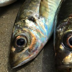 安定のアジ釣り