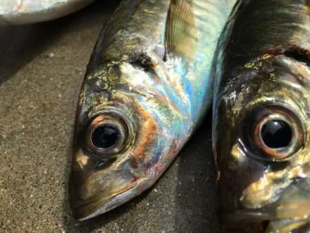 安定のアジ釣り