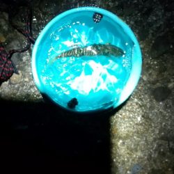 サバ トップゲーム☆